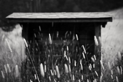 Grasses, San Geronimo