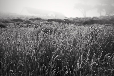 Field, Pierce Point Ranch, Point Reyes