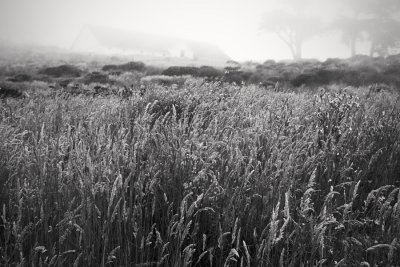 Field, Point Reyes