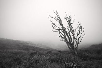 Dead Tree, Pierce Point