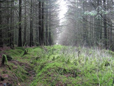 small forest ride.jpg