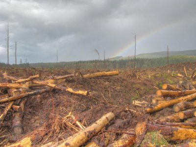 small rainbow 2.jpg