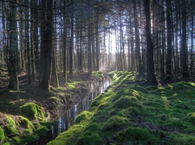 light through the trees.jpg