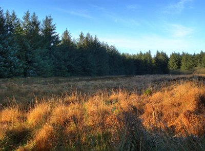 more forestry.jpg