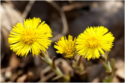 klein Hoefblad - Tussilago farfara