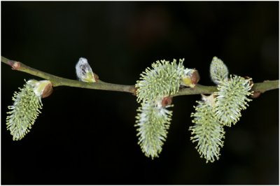 Boswilg - Salix caprea