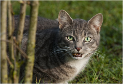 een van de katten van Lies - op strooptocht...