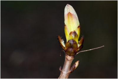 witte paardenkastanje - Aesculus hippocastanum