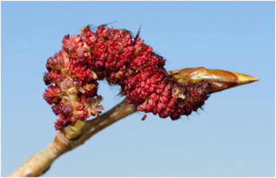 Zwarte Populier - Populus nigra - mannelijke bloeiwijze