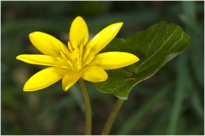 gewoon Speenkruid  - Ranunculus ficaria