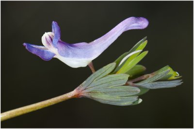 Voorjaarshelmbloem - Corydalis solida - detail van 1 bloempje