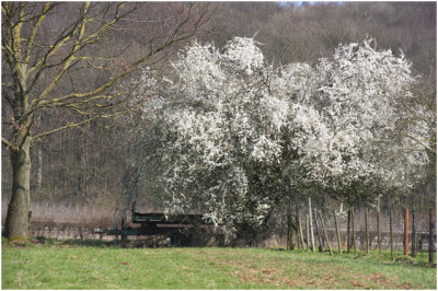 wilde Pruimenboom - Prunus domestica insititia