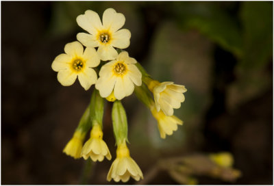 slanke Sleutelbloem - Primula elatior