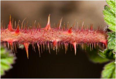 Japanse Wijnbes - Rubus phoenicolasius