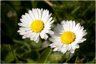 Madeliefje - Bellis perennis