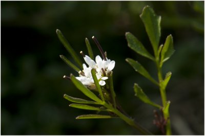 kleine Veldkers - Cardamine hirsuta