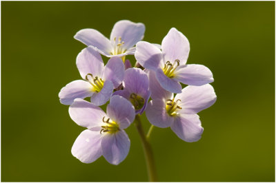 Pinksterbloem - Cardamine pratensis