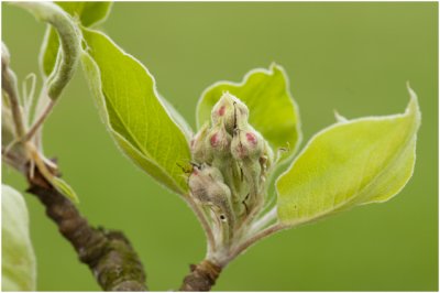 Perenboom - begin van de bloei