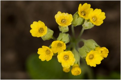 Gulden sleutelbloem  - Primula veris