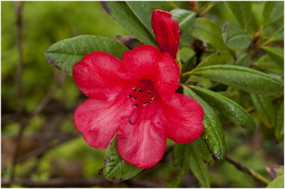 Rhododendron:  'Vulcan's Flame'