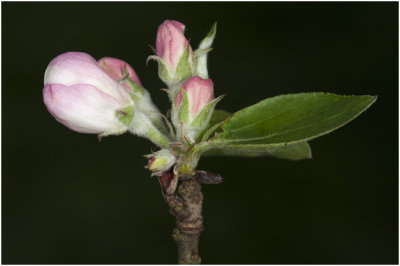 bloesem hoogstamfruitboom - appel