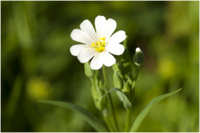 grote Muur - Stellaria holostea