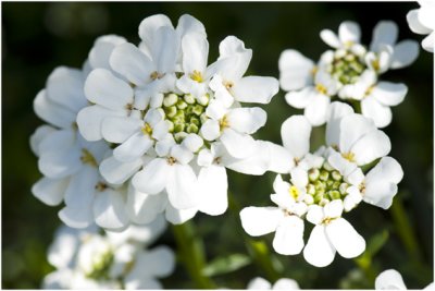 Scheefkelk of Scheefbloem - Iberis sempervirens