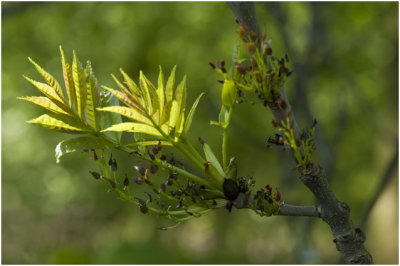 gewone Es -  Fraxinus excelsior