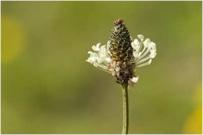 smalle Weegbree - Plantago lanceolata