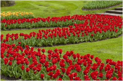 Keukenhof