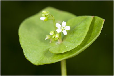 Winterpostelein - Claytonia perfoliata