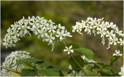 gewone Vogelkers - Prunus padus