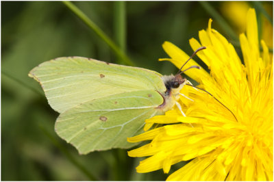 Citroenvlinder - Gonepteryx rhamni