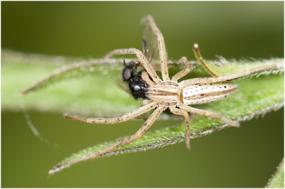 Sprietspin - Tibellus  oblongus 