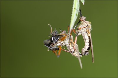 Zilvervlekdansvlieg - Empis opaca