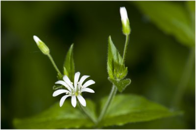 grote Muur - Stellaria holostea