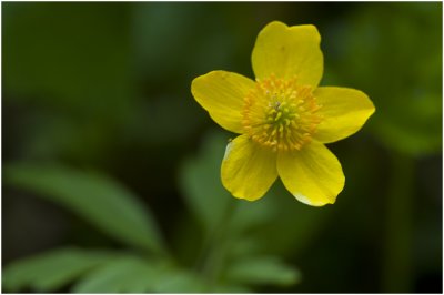 Gele ( bos- ) Anemoon - Anemone ranunculoides