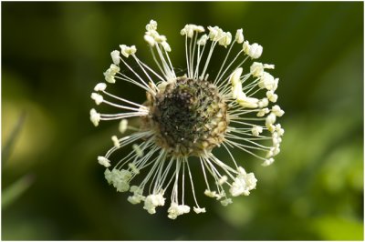 smalle Weegbree - Plantago lanceolata