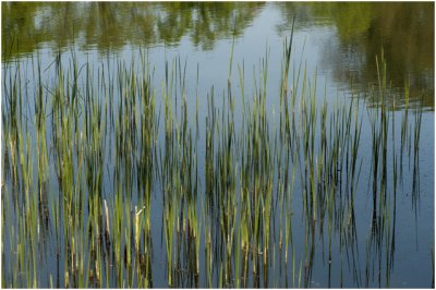 waterrijk natuurgebied