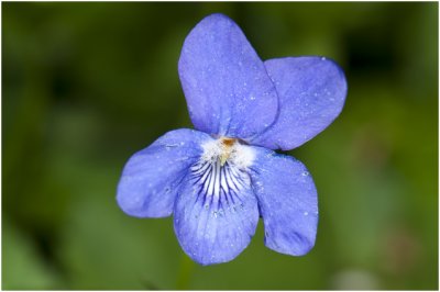 donkersporig Bosviooltje -Viola reichenbachiana