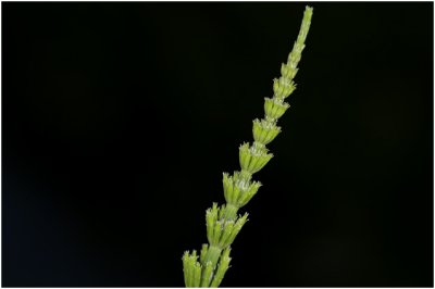 Reuzenpaardenstaart - Equisetum telmateia