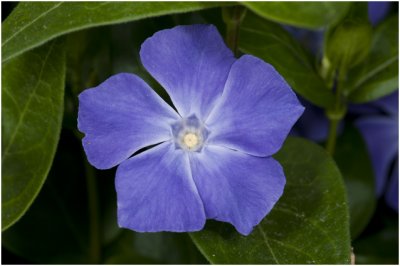 grote Maagdenpalm - Vinca major