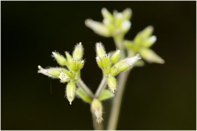 Kluwenhoornbloem - Cerastium glomeratum