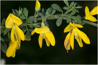 gewone Brem - Cytisus scoparius