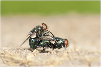 Groene vleesvlieg - Phaenicia sericata