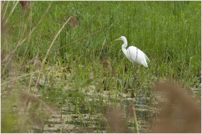 grote Zilverreiger - Ardea alba
