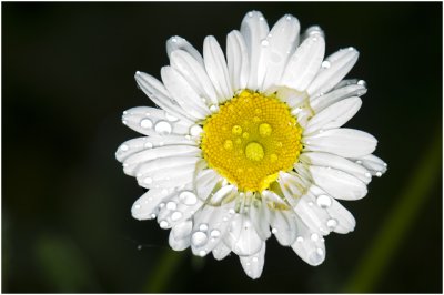 gewone Margriet - Leucanthemum vulgare