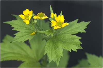 geel Nagelkruid - Geum urbanum