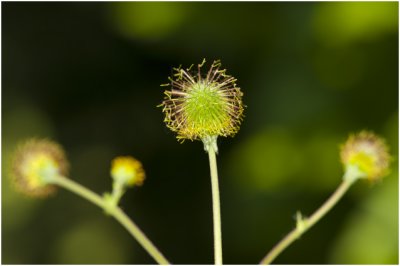 geel Nagelkruid - Geum urbanum