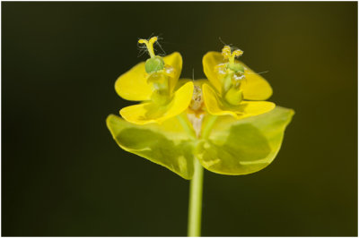 Heksenmelk - Euphorbia esula